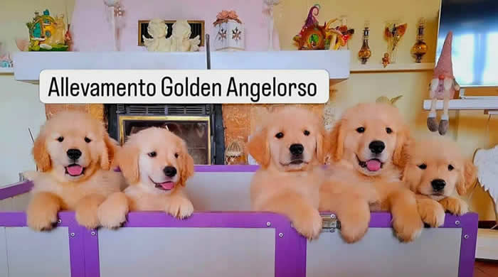 Cuccioli Golden Retriever di linea americana Golden Angelorso