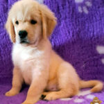 cucciolo golden retriever di linea americana