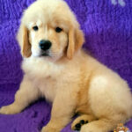 cucciolo golden retriever di linea americana