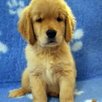 cucciolo golden retriever di linea americana