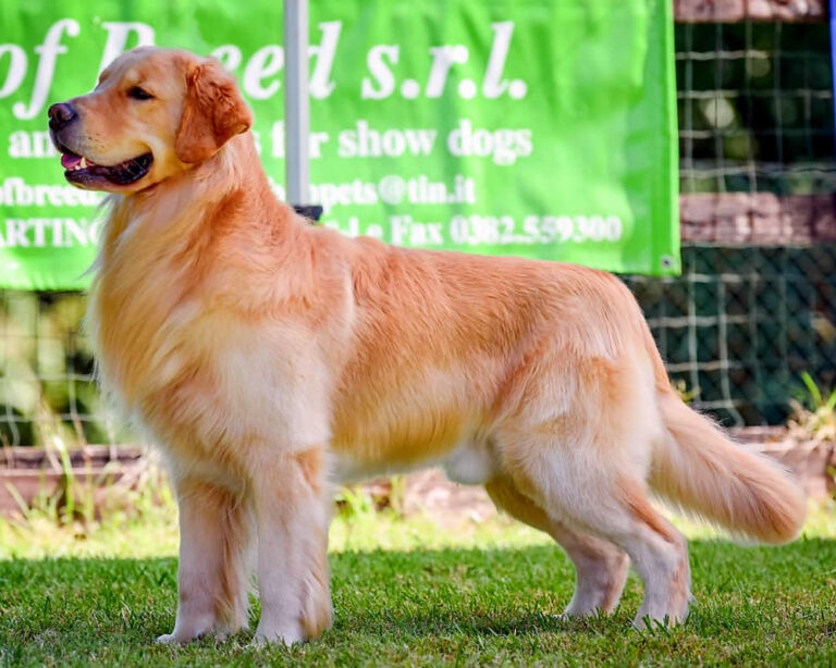 Club Show Retriever 2024